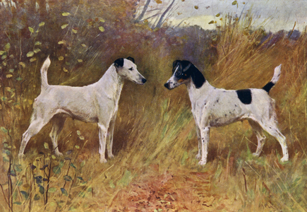 Rival Beauties, Champion Donna Fortuna and Champion Duchess of Durham (colour litho)