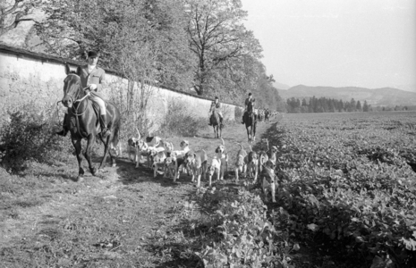 Par force hunt in Salzburg 1965 (b/w photo)