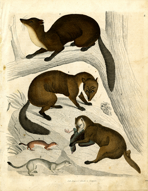 Martens and Small Predators (engraving)