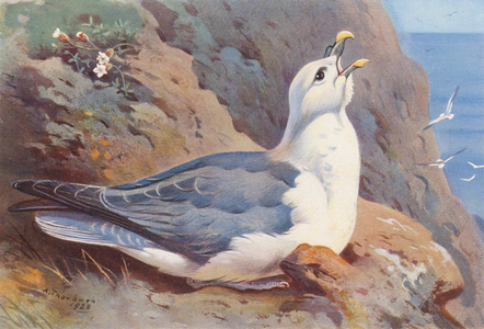 Fulmar (colour litho)