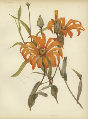 Mutisia decurrens (colour litho)