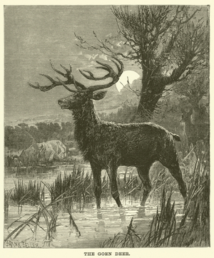 The Goen Deer (engraving)