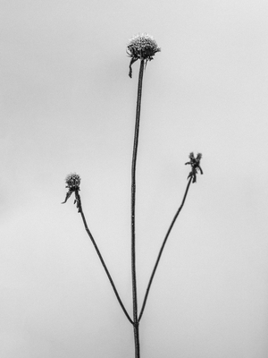 Amid the Flowers 2, 2021 (b/w photo)
