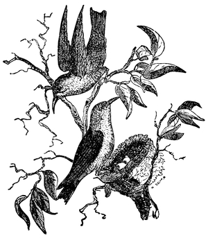 Hummingbird
