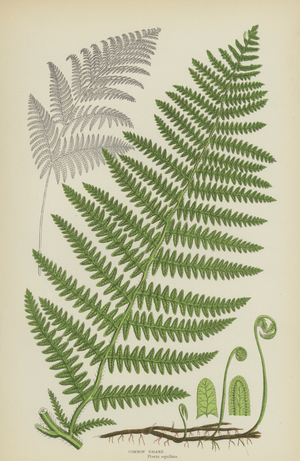 Common Brake (colour litho)