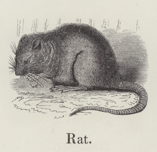 Rat (engraving)