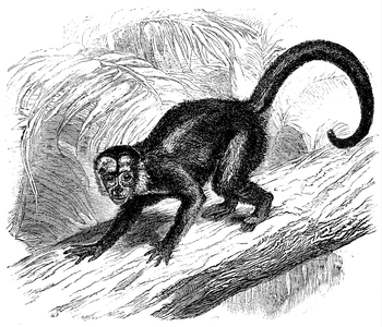 White-faced capuchin
