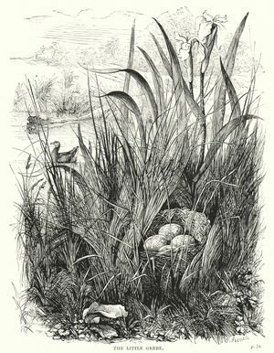 The little grebe (engraving)