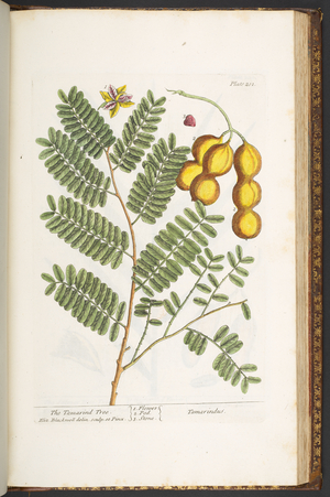 Plate 201, from 'A Curious Herbal', 1737 (coloured engraving)