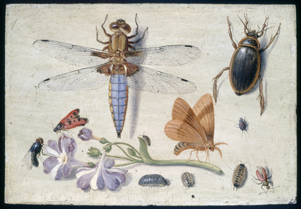A Cockchafer, Beetle, Woodlice and other Insects, with a Sprig of Auricula, early 1650s (oil on copper)