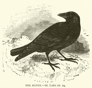 The Raven, St Luke, xii, 24 (engraving)