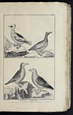 Recueil de planches, sur les sciences, les arts libéraux, et les arts méchaniques, avec leur explication by Diderot, Denis, 1762 (print)