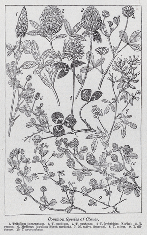 Common species of clover (litho)