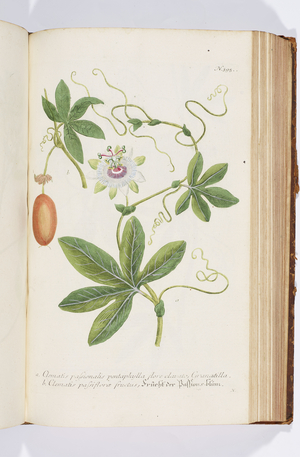 Clematis, 1737 (engraving)