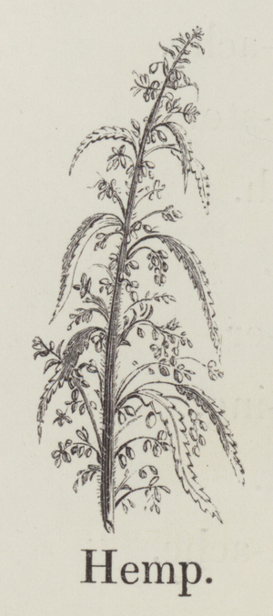 Hemp (engraving)