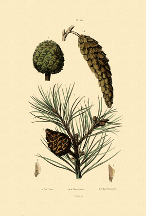 Weymouth Pine, 1833-39 (coloured engraving)