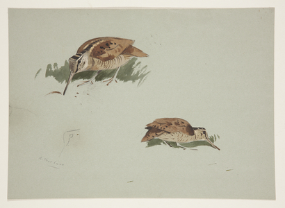 Two vignettes of woodcock, c.1915 (watercolour & bodycolour over pencil on paper)