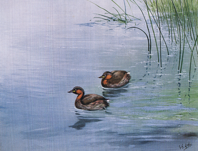 Little Grebe (litho)