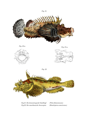 Two-stick Stingfish (colour litho)