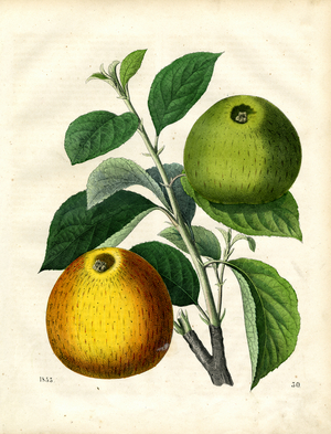Two Apple Varieties with Branch and Leaves (engraving)