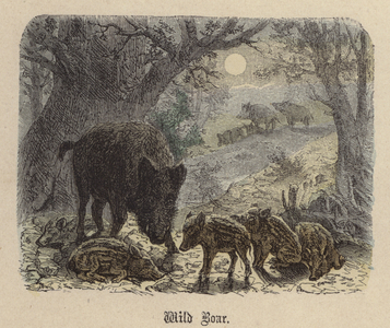 Wild Boar (coloured engraving)