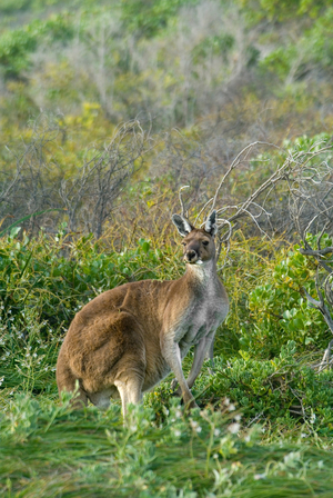 Western grey kangaroo (Macropus fuliginosis or alternately Macropus fuliginosus) male, Hangover Bay, Nambung National Park, Western Australia (photo)