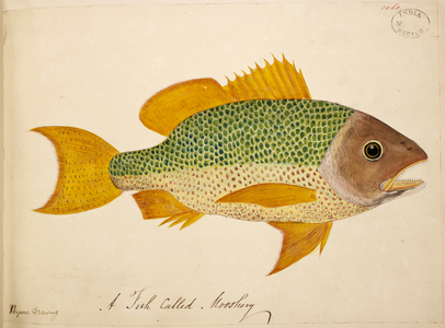 A species of Snapper. Inscribed: 'A fish called Mooshery'