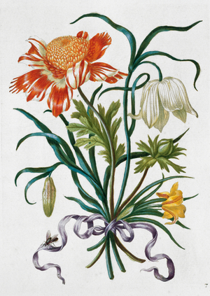 Plate from New Book of Flowers (1680)