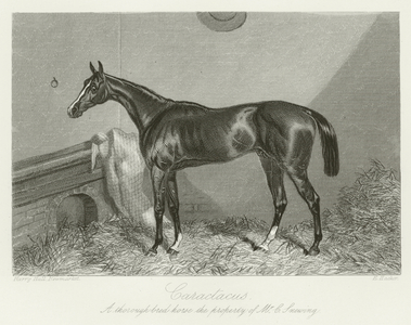 Caractacus, foaled 1859 (b/w photo)