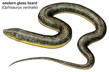Eastern glass lizard (Ophisaurus ventralis)