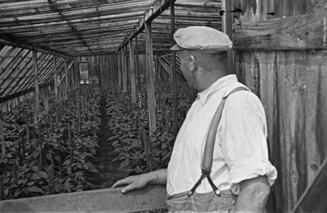 Vegetable growing, 1930s (photo)