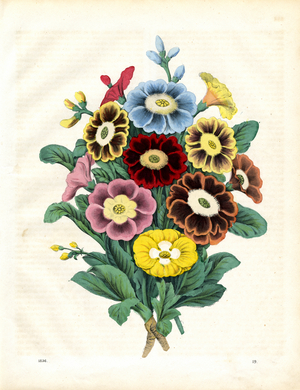 Colorful Auricula Varieties (hand-coloured litho)