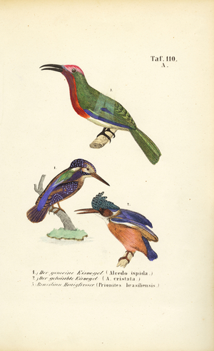 Kingfishers and Brazilian Honeyeater, 1850 (lithography)