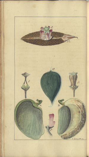 A page from the 'Elegancies of Jamaica', 114, 1750-79 (w/c on paper)