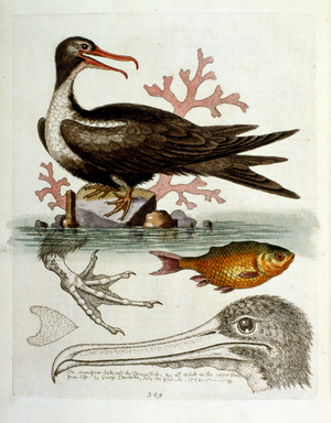 Watercolour illustration from a book of rare birds by G Edwards 1750. George Edwards (1694-1773) was a British naturalist and ornithologist. He travelled extensively through Europe, studying natural history and birds in particular. He gained some recognition for his coloured drawings, and published his first work in 1743-the first volume of A Natural History of Uncommon Birds.