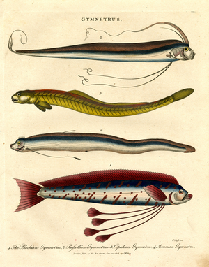 Gymnetrus Species – Ribbon Fish, 1810 (print)