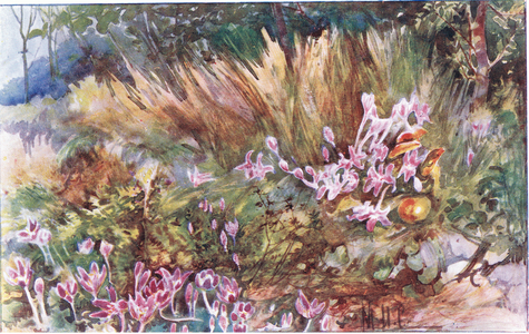 Autumn Crocus, J. M. Dent & Sons Ltd, pub.1907 (colour litho)