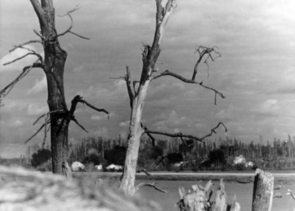 II. WK, Eastern Front, Front on the Volkhov, 1943 (photo)