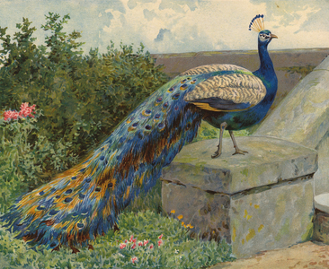 Peacock (chromolitho)