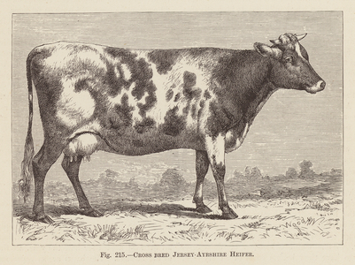 Cross bred Jersey-Ayrshire Heifer (engraving)
