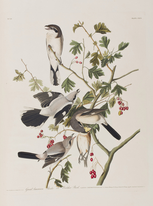 Illustration from 'Birds of America', 1827-38 (hand-coloured engraving & aquatint)