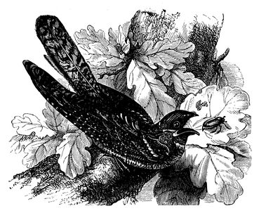 Nightjar
