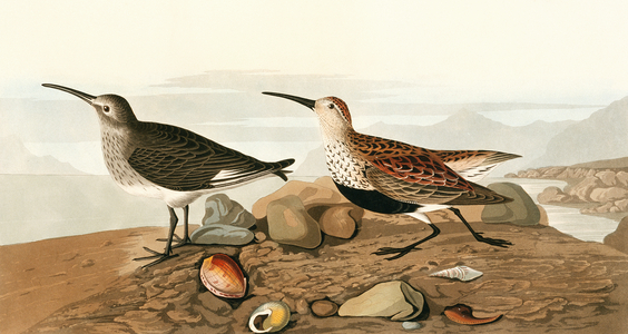 Calidris alpina, dunlin, Plate 290 from John James Audubon's Birds of America, original double elephant folio, 1827-30 (hand-coloured aquatint)