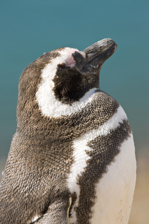 Magellanic Penguin at Caleta Valdes (photo)