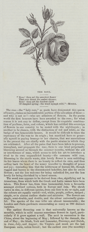 The Rose (engraving)