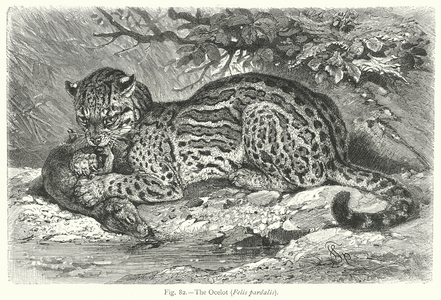 The Ocelot (Felis Pardalis) (engraving)