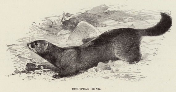 European Mink (litho)