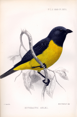 Golden-rumped Mountain Tanager (print)