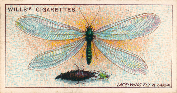 Garden Life: Lace-Wing Fly and Larva (chromolitho)