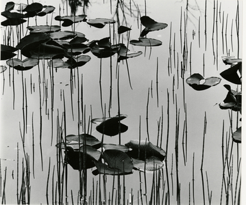 Lily Leaves and Reeds, Alaska, 1977 (silver gelatin print)